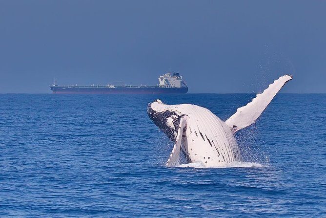 Whale Watching Cruise from Mooloolaba - The Sum Up: Why You Should Consider This Whale Watching Tour