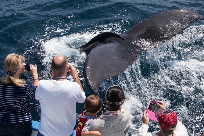 Whale-Watching Cruise from Newport Beach - The Itinerary in Detail