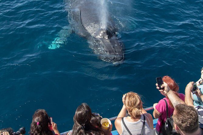 Whale-Watching Cruise from Newport Beach - The Value of the Experience