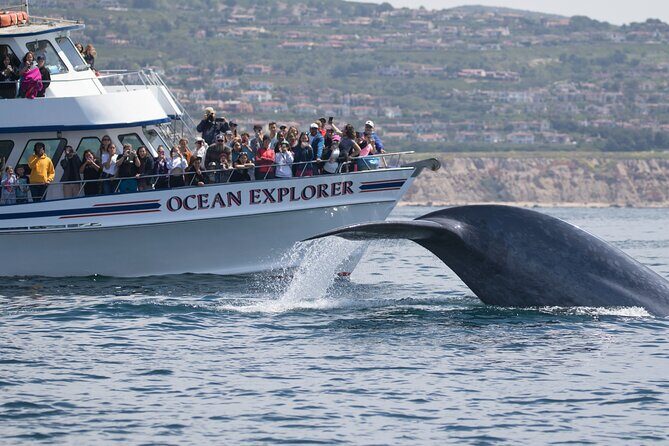 Whale-Watching Cruise from Newport Beach - Practical Tips for Your Trip