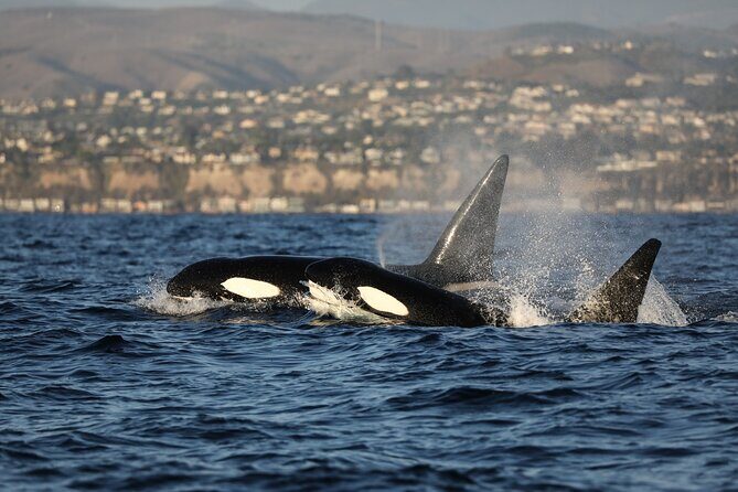 Whale-Watching Cruise from Newport Beach - Authentic Traveler Perspectives
