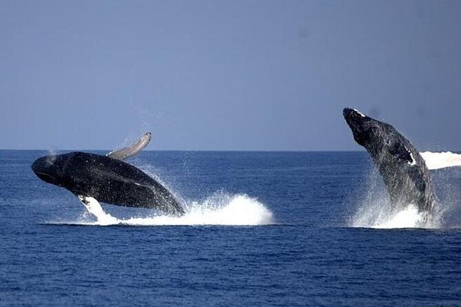 Whale-Watching Cruise from Newport Beach - FAQs