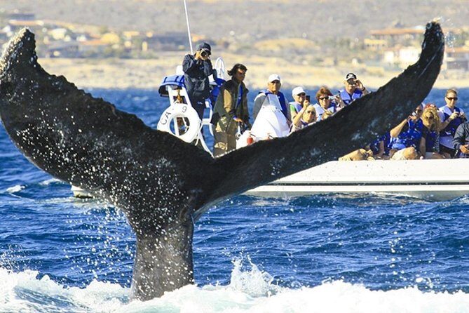 Whale Watching Cruise in Cabos San Lucas and Ground Transportation - What Makes This Tour Stand Out