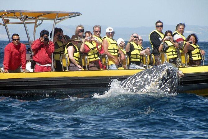 Whale Watching Cruise in Cabos San Lucas and Ground Transportation - Who Will Love This Tour?