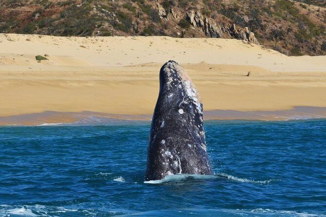 Whale Watching Cruise in Cabos San Lucas and Ground Transportation - FAQ