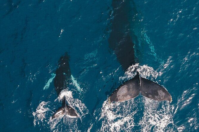 Whale Watching Cruise in Honolulu - What to Expect from the Whale Watching Experience