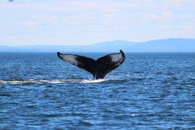 Whale Watching Cruise in Honolulu - Food, Drinks, and Additional Perks