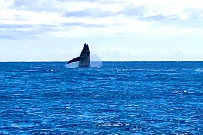Whale Watching Cruise in Honolulu - FAQ