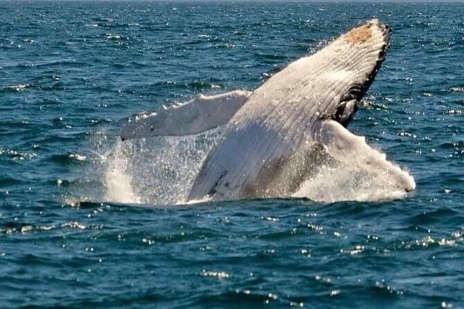 Whale Watching Cruise in New South Wales - An Introduction to the Whale Watching Experience