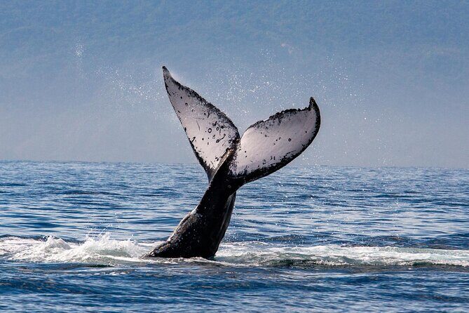 Whale Watching Cruise In Puerto Vallarta & Nuevo Vallarta - The Sum Up