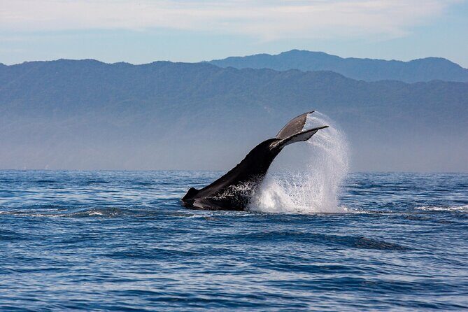 Whale Watching Cruise In Puerto Vallarta & Nuevo Vallarta - FAQ