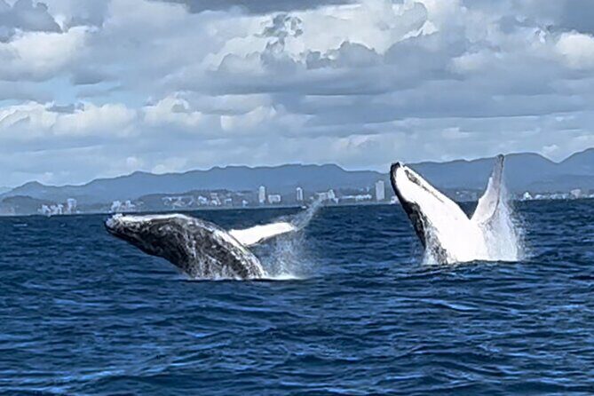 Whale Watching Cruise on the Gold Coast - What Travelers Say (Based on Reviews)