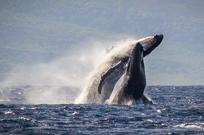 Whale Watching Cruise with Open Bar from Ka'anapali Beach - Key Points