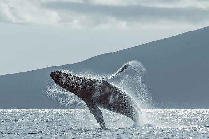 Whale Watching Cruise with Open Bar from Ka'anapali Beach - Setting Sail for Mauis Whale Wonderland