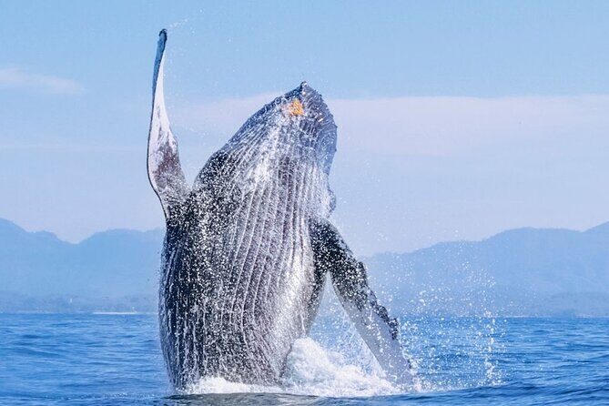 Whale Watching - An Authentic Marine Adventure from Sayulita