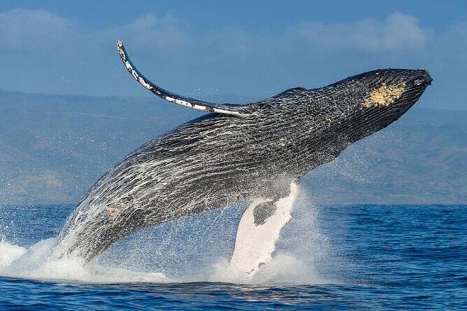 Whale Watching - The Itinerary Breakdown