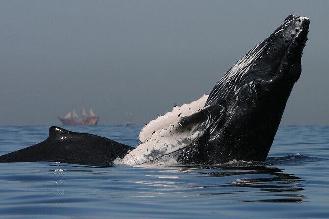 Whale Watching - Who Should Consider This Whale Watching Tour?