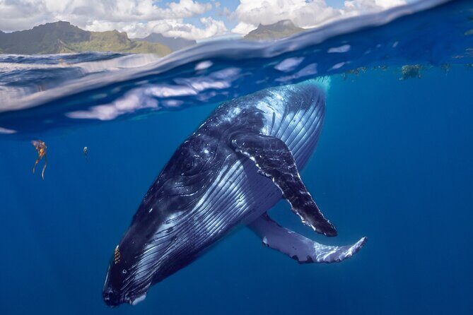 Whale watching DE Tahiti Peninsula - What Is the Whale Watching DE Tahiti Peninsula Tour?