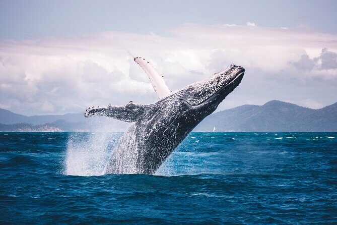 Whale watching DE Tahiti Peninsula - Pricing, Duration, and Booking