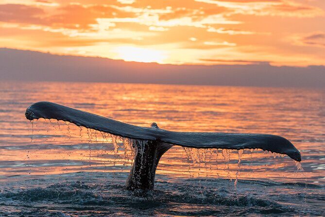 Whale watching DE Tahiti Peninsula - Who Will Love This Tour?