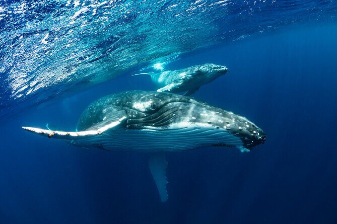 Whale watching DE Tahiti Peninsula - The Sum Up