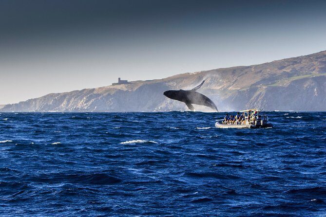 Whale Watching Dinner Cruise in Cabo San Lucas - Final Thoughts: Who Should Book This Tour?