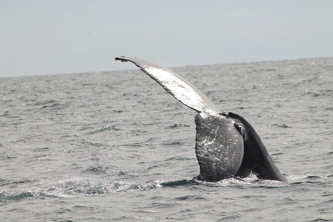 Whale Watching Dinner Cruise in Cabo San Lucas - FAQ