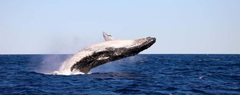 Whale Watching Discovery Tour from Lake Macquarie - Key Points