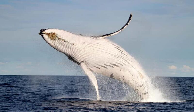Whale Watching Discovery Tour from Lake Macquarie - An In-Depth Look at the Whale Watching Discovery Tour