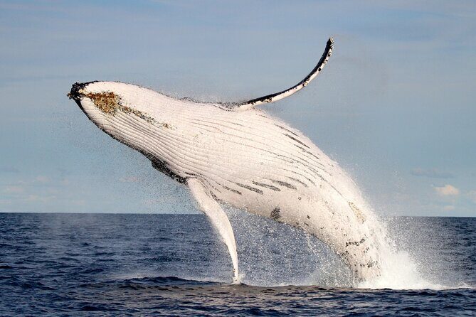 Whale Watching Discovery Tour from Lake Macquarie - Key Points
