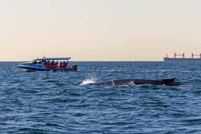 Whale Watching Discovery Tour from Lake Macquarie - An Overview of the Tour Experience