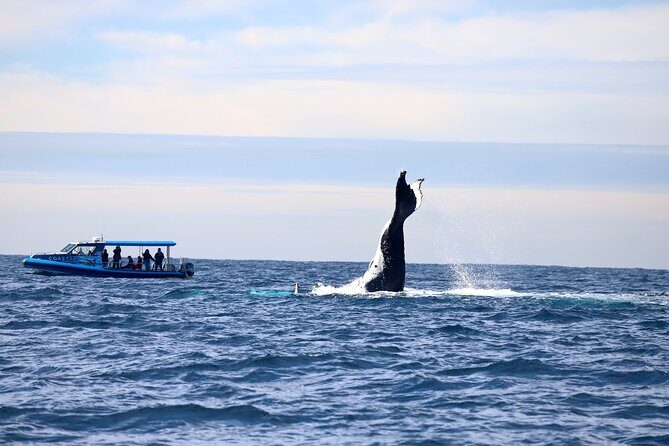 Whale Watching Discovery Tour from Lake Macquarie - The Value Beyond the Price