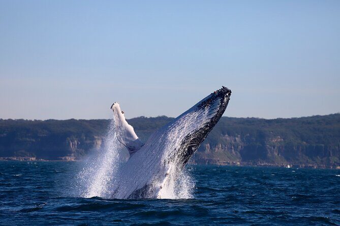 Whale Watching Discovery Tour from Lake Macquarie - The Authentic, Uncrowded Marine Encounter