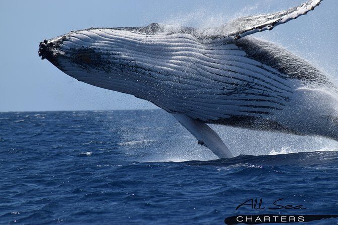 Whale Watching Dunsborough - An Introduction to Whale Watching in Dunsborough