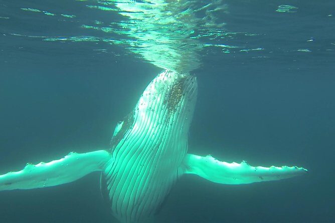 Whale Watching Dunsborough - The Sum Up