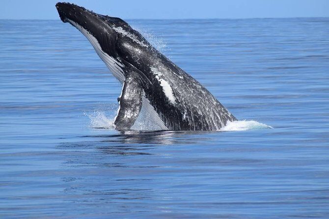 Whale Watching Dunsborough - FAQ