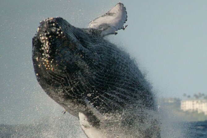 Whale Watching Expedition on Kauai - The Sum Up: Who Is It Best For?