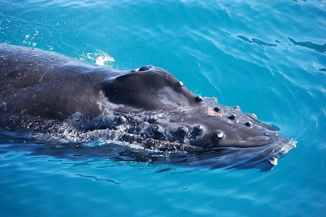 Whale Watching Expedition on Kauai - FAQ