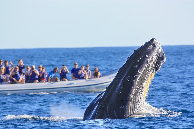 Whale Watching Experience - The Sum Up: Who Will Love This Tour?