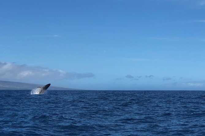 Whale Watching Experience - Who Will Love This Tour?