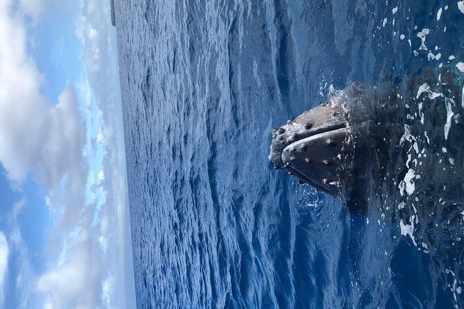 Whale Watching Experience - FAQ