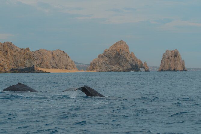 Whale Watching Experience in Cabo San Lucas 2 hours - Who Should Book This Tour?