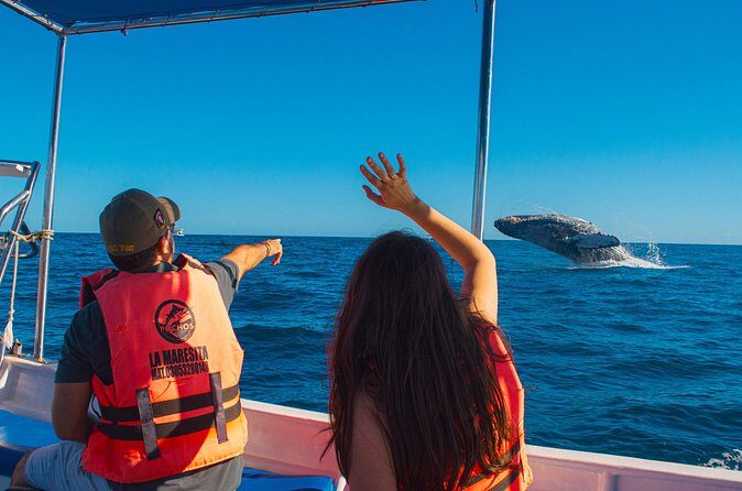 Whale Watching Experience in Cabo San Lucas 2 hours - FAQ