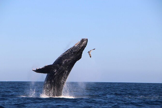 Whale Watching Experience in Cabo San Lucas - An In-Depth Look at the Experience