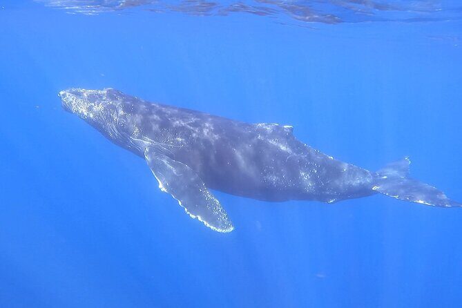 Whale Watching Experience in Cabo San Lucas - FAQ