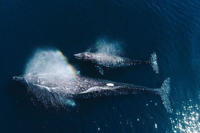 Whale Watching Experience in Mirissa - Key Points