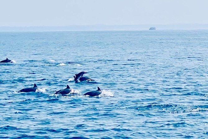 Whale Watching Experience in Mirissa - What to Expect from the Whale Watching Tour