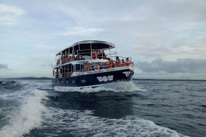 Whale Watching Experience in Mirissa - Insights from Reviews