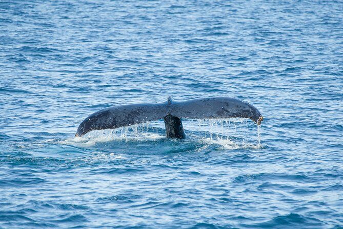 Whale Watching Experiencie with breakfast - Frequently Asked Questions