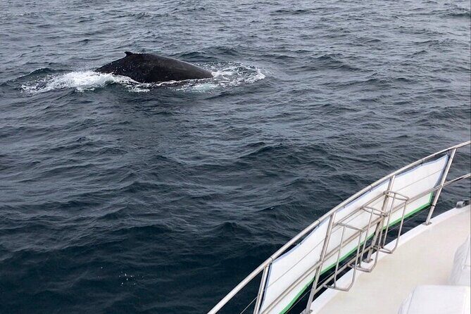 Whale Watching from Augusta in Western Australia - The Experience and What to Expect